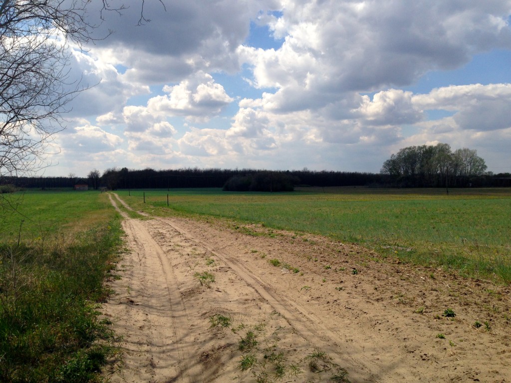 die Puszta, am Nationalpark Bugac Puszta. Hier kreuzten Sekunden davor eine ganze Horde Wild. (Hirsch und Reh). Siehe auch den sandigen Boden. Fahrradfahren unmöglich.