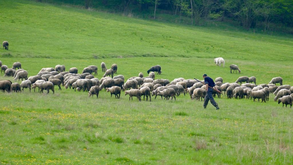 Shepherd in Romania, Covasna