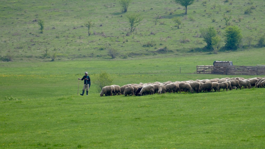 Shepherd in the Szekely region (Transilvania)