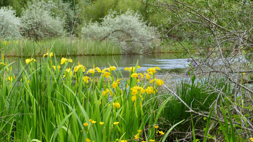 Flora at the Danube Delta