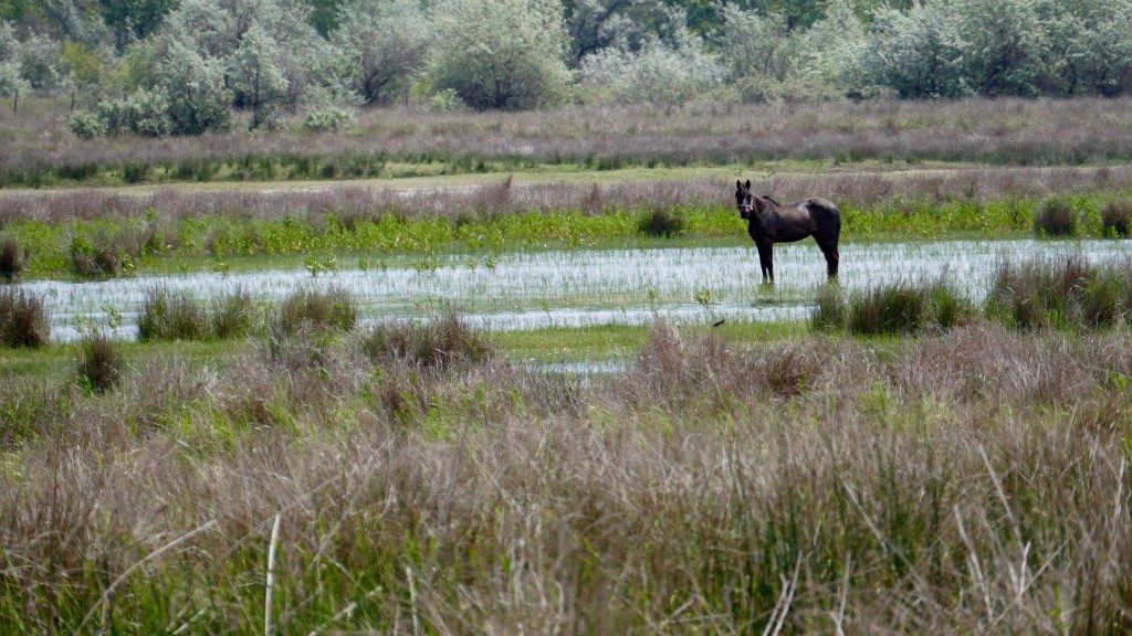 Fauna at the Danube Delta