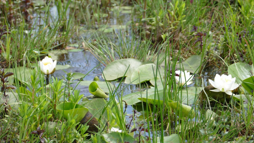 Flora at Danube Delta