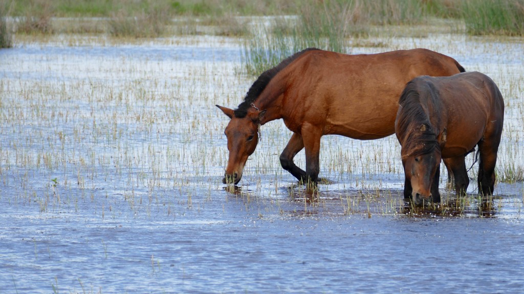 Fauna at the Danube Delta