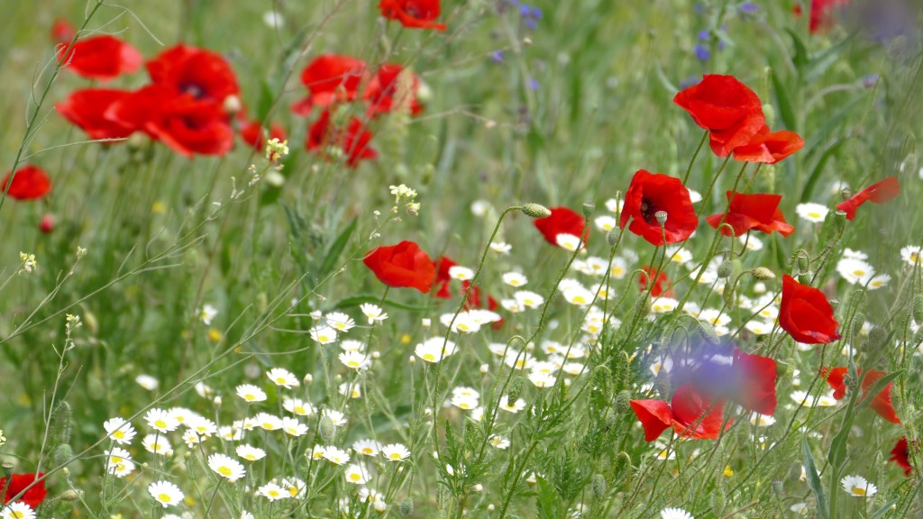 a flowery meadow with red poppies.