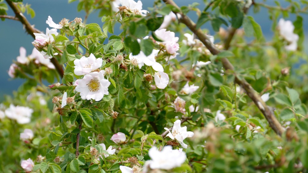 Wild Roses, typically for Bulgaria