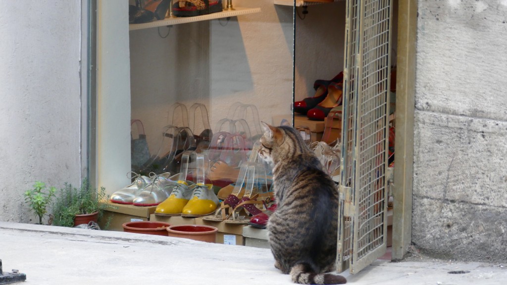 Istanbul, the cat's city.