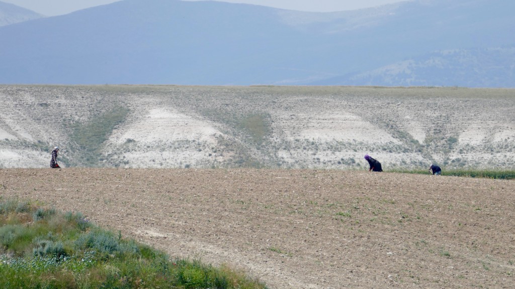 Field worker at Kavuncu Yaylasi, Central Anatolia
