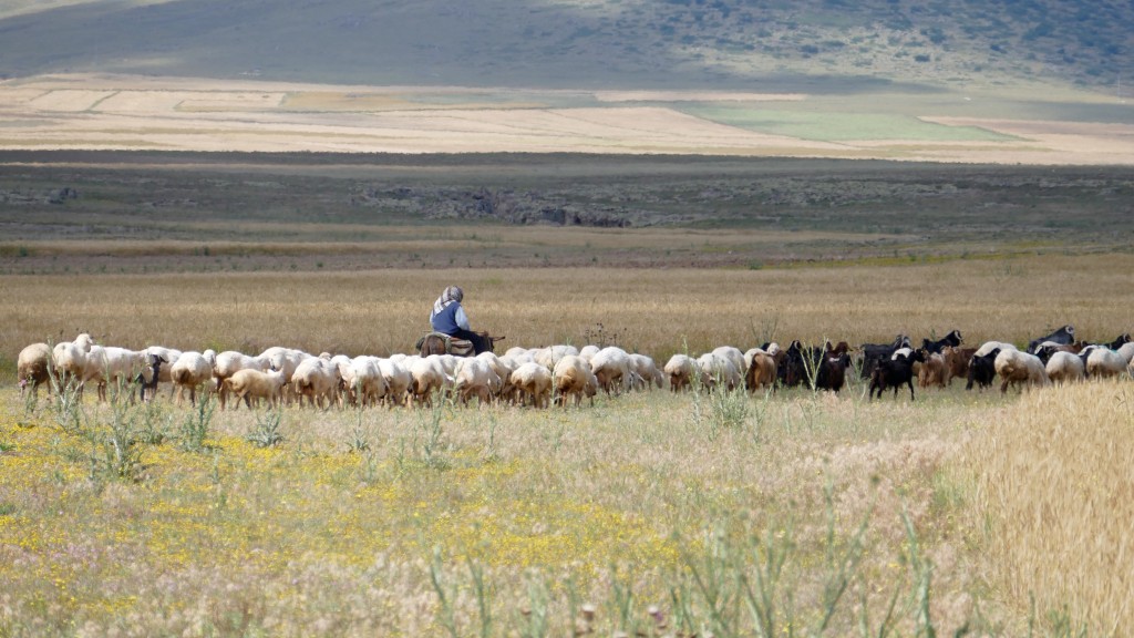 Sheep mob in the Steppe.