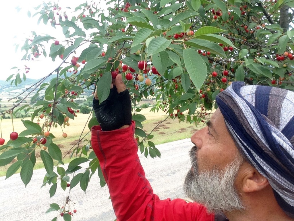 Picking fresh cherries along the road.