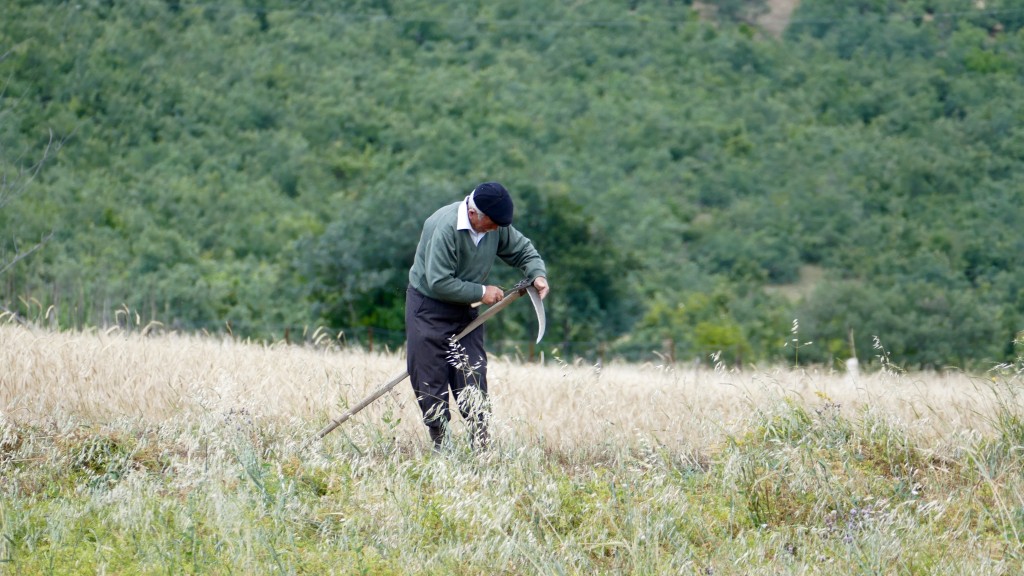 Field worker between Tokat and Niksar