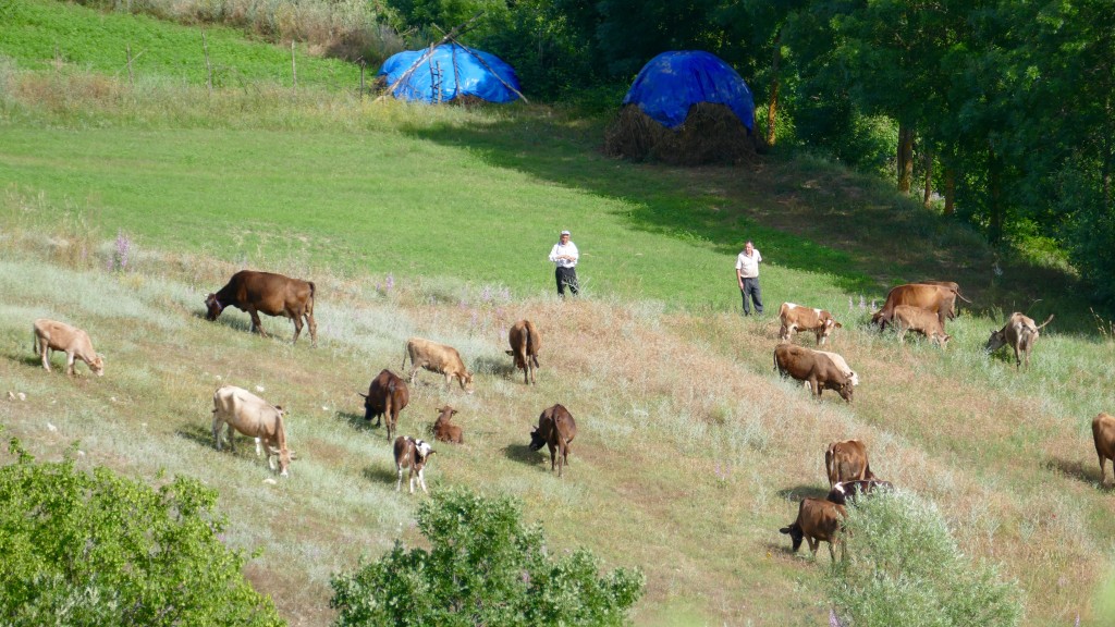 farmers keeping their cows