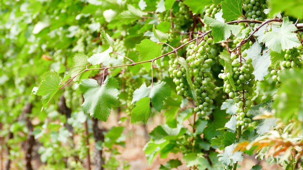 The grapes of Kakheti