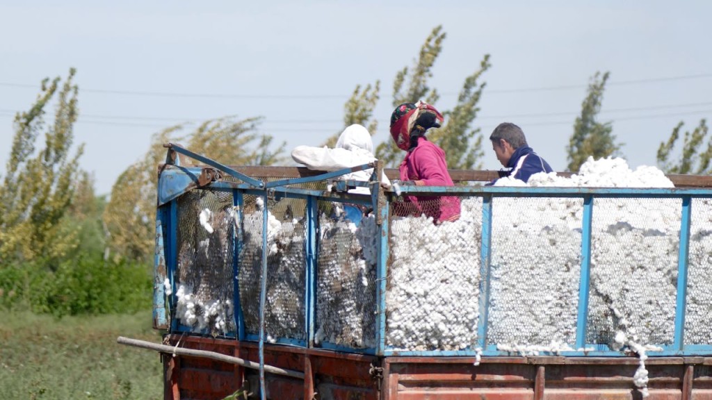 The cotton harvest in the Horazm region