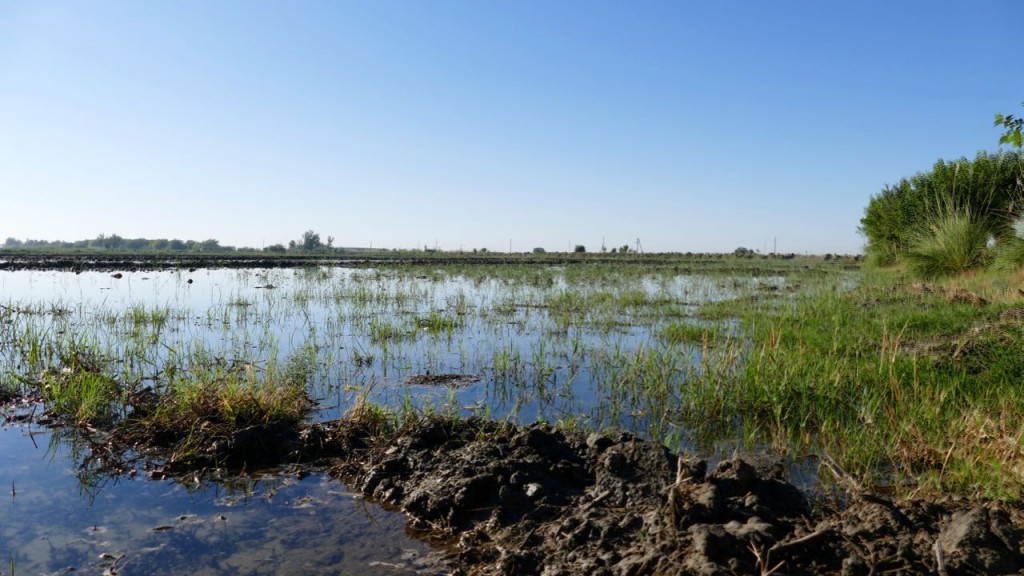 Rice fields