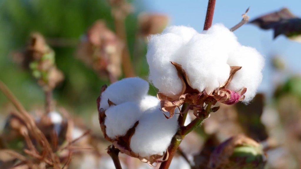 Cotton fields